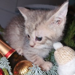 Девочка от Арии