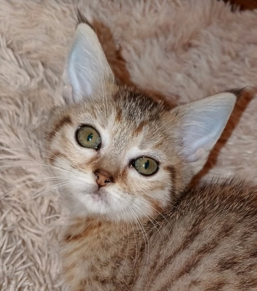 девочка от Жу-Жу