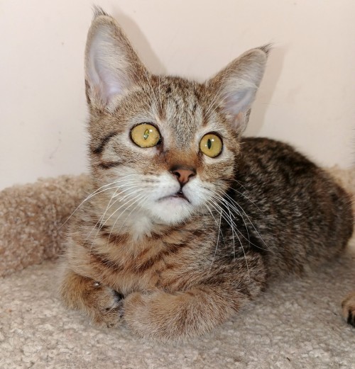 Помет от Рейлы