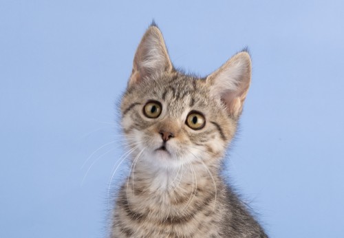 Девочка Люси