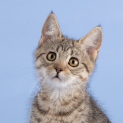 Девочка Люси