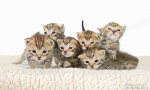 Пиксибоб котята