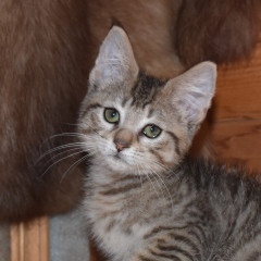 Кошечка1