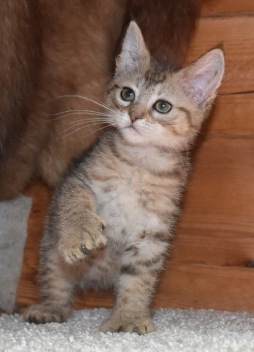 Кошечка2