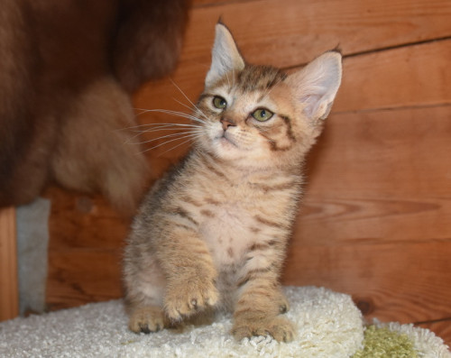 котик