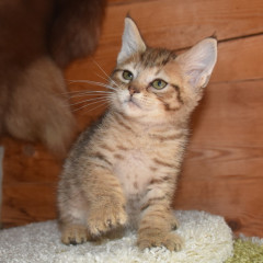 котик