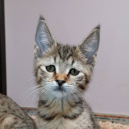Кошка1