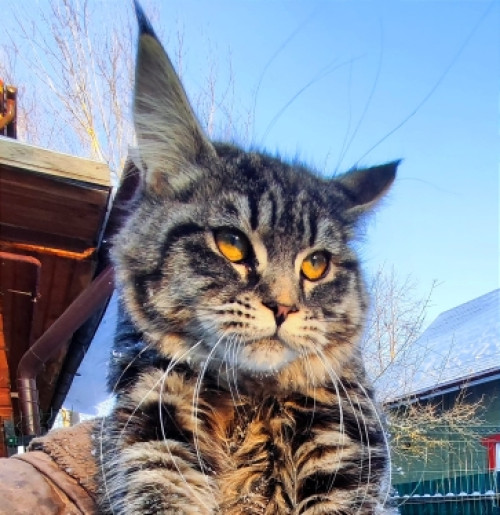 Нимерия