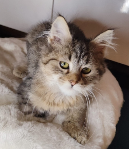 Котик старший