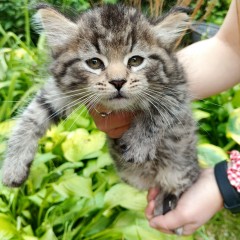 Котик один