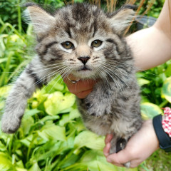 Котик один