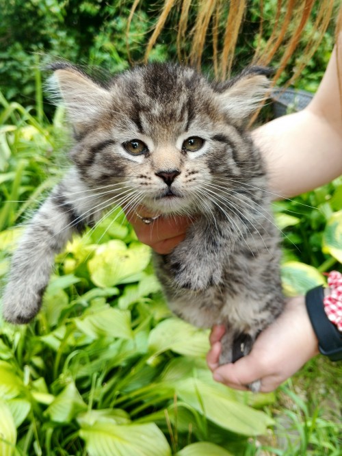Котик один