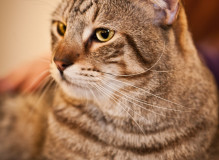 proplan_022.jpg